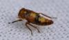 Rhytidodus decimusquartus